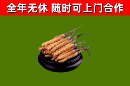 新林区回收散虫草