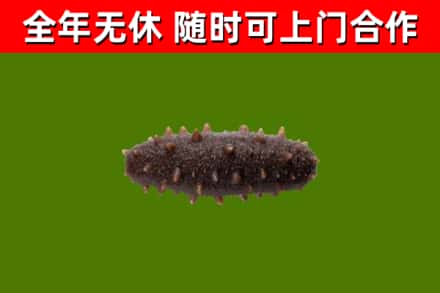 新林区回收海参干